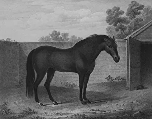 Godolphin Arabian Godolphin Arabian