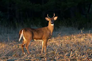 Golden Hour Buck Golden Hour Buck