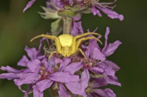 Goldenrod Crab Spider -Misumena vatia- lurking on Purple Loosestrife -Lythrum salicaria Goldenrod Crab Spider -Misumena vatia- lurking on Purple Loosestrife -Lythrum salicaria