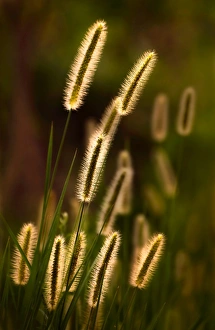 Grass plumes dancing in the sunset light Grass plumes dancing in the sunset light