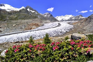 Great Aletsch Glacier, UNESCO World Heritage Site, alpenroses at the front, Riederalp Great Aletsch Glacier, UNESCO World Heritage Site, alpenroses at the front, Riederalp