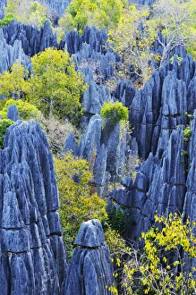 Great Tsingy, UNESCO World Heritage Site, karst landscape with striking limestone Great Tsingy, UNESCO World Heritage Site, karst landscape with striking limestone