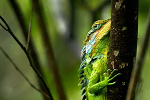 <b class=qtipBold><figcaption>Green Forest Lizard</figcaption></b><br>Periyar National Park in the mountains of Western Ghats. Green Forest Lizard