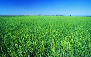 Green rice crop, Sacramento Valley, Central Valley of California, USA Green rice crop, Sacramento Valley, Central Valley of California, USA
