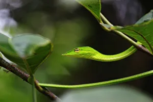 <b class=qtipBold><figcaption>Green Vine snake (Ahaetulla nasuta)</figcaption></b><br>Green Vine snake (Ahaetulla nasuta)Chorla ghat, Goa/Karnataka, Western ghat, India Green Vine snake (Ahaetulla nasuta)