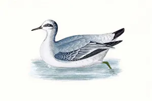 Grey phalarope migratory shorebird breeding in Arctics Grey phalarope migratory shorebird breeding in Arctics