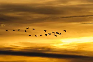 Greylag Geese -Anser anser- in flight in front of an evening sky, Ruegen Island, Mecklenburg-Western Pomerania, Germany, Europe Greylag Geese -Anser anser- in flight in front of an evening sky, Ruegen Island, Mecklenburg-Western Pomerania, Germany, Europe