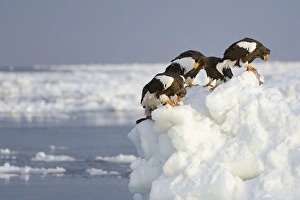 Group of Steller's Sea Eagles -Haliaeetus pelagicus- feeding on fish, perched on an ice floe, Rausu, Menashi, Hokkaido, Japan Group of Steller's Sea Eagles -Haliaeetus pelagicus- feeding on fish, perched on an ice floe, Rausu, Menashi, Hokkaido, Japan