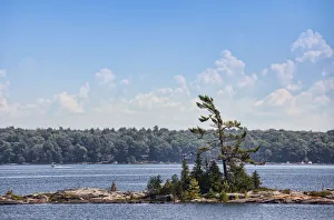 Group of trees on a small island Group of trees on a small island