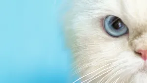 Half Face Portrait of a Grumpy Himalayan Cat Half Face Portrait of a Grumpy Himalayan Cat