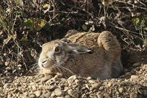 Hare -Lepus europaeus- in shallow depression or form on the ground, Allgaeu, Bavaria Hare -Lepus europaeus- in shallow depression or form on the ground, Allgaeu, Bavaria