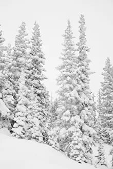 Heavy snowfall dresses forest trees, San Isabel National Forest, Colorado, USA Heavy snowfall dresses forest trees, San Isabel National Forest, Colorado, USA