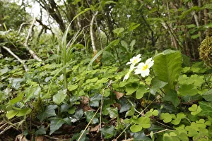 Herbs with primrose on the forest floor, Burren National Park, County Clare, Ireland Herbs with primrose on the forest floor, Burren National Park, County Clare, Ireland