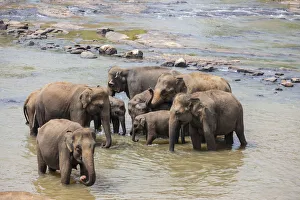 Herd of Asian elephants -Elephas maximus- from the Pinnawela Elephants Orphanage bathe in Herd of Asian elephants -Elephas maximus- from the Pinnawela Elephants Orphanage bathe in