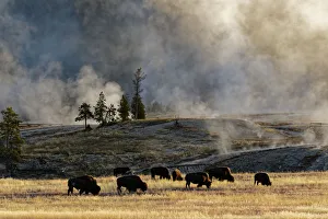 Herd of Bison (Bovinae) near Old Faithful Geyser, Upper Geyser Basin, Yellowstone National Park, Montana, Wyoming, USA Herd of Bison (Bovinae) near Old Faithful Geyser, Upper Geyser Basin, Yellowstone National Park, Montana, Wyoming, USA