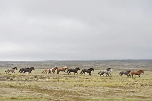 Herd of Icelandic horses galloping across barren land, tundra, near Hveravelir, Kjoelur Herd of Icelandic horses galloping across barren land, tundra, near Hveravelir, Kjoelur