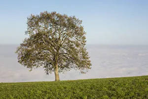 High fog with autumnal tree at Rorschacherberg, Lake Constance, Switzerland, Europe High fog with autumnal tree at Rorschacherberg, Lake Constance, Switzerland, Europe
