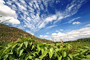 <b class=qtipBold><figcaption>Hills of Western Ghats</figcaption></b><br>Hills of Western Ghats at Kamarajar Sagar Dam, India. Hills of Western Ghats