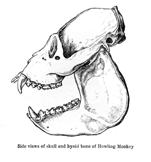 Howling monkey skull engraving 1878 Howling monkey skull engraving 1878