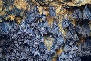 Hundreds of bats in a cave above the altar, Temple of the Bats or Goa Lawah, Bali Hundreds of bats in a cave above the altar, Temple of the Bats or Goa Lawah, Bali