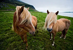 Iceland - Lon Valley: Eastfjord Ponies Iceland - Lon Valley: Eastfjord Ponies