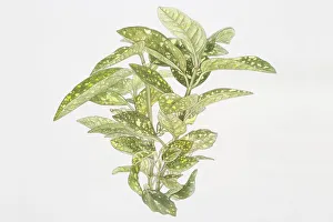 Illustration, Aucuba japonica 'Variegata', Spotted Laurel or Japanese Laurel, green yellow-spotted leaves Illustration, Aucuba japonica 'Variegata', Spotted Laurel or Japanese Laurel, green yellow-spotted leaves