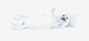 Illustration of baby Antarctic Fur Seal (Arctocephalus gazella) lying on back in snow Illustration of baby Antarctic Fur Seal (Arctocephalus gazella) lying on back in snow