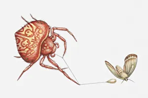 Illustration of Bolas spider (Cladomelea debeeri) catching moth with sticky lure at the Illustration of Bolas spider (Cladomelea debeeri) catching moth with sticky lure at the