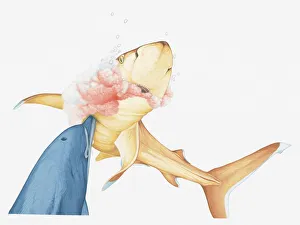 Illustration of Bottlenose Dolphin killing a Whitetip Reef Shark by ramming the shark' Illustration of Bottlenose Dolphin killing a Whitetip Reef Shark by ramming the shark'