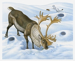 Illustration of Caribou (Rangifer tarandus) searching for food in snow with Ermine Illustration of Caribou (Rangifer tarandus) searching for food in snow with Ermine