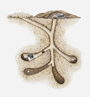 Illustration of Dung beetles (Scarabaeoidea) in their underground nest with eggs laid in Illustration of Dung beetles (Scarabaeoidea) in their underground nest with eggs laid in