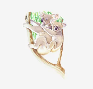 Illustration of female Koala (Phascolarctos cinereus) in Eucalyptus tree with baby on back Illustration of female Koala (Phascolarctos cinereus) in Eucalyptus tree with baby on back