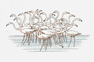 Illustration of flock of Lesser Flamingo (Phoenicopterus minor) standing in water Illustration of flock of Lesser Flamingo (Phoenicopterus minor) standing in water