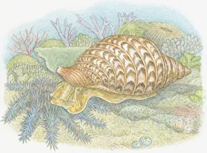 Illustration of Giant Triton (Charonia tritonis), predatory sea snail feeding on Crown-of-Thorns Starfish (Acanthaster planci) Illustration of Giant Triton (Charonia tritonis), predatory sea snail feeding on Crown-of-Thorns Starfish (Acanthaster planci)