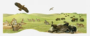 Illustration of herd of Bison feeding on praire, Bison rolling in dry earth, Vulture in flight, Black-tailed Prairie Dogs on burrows, and Bobcat Illustration of herd of Bison feeding on praire, Bison rolling in dry earth, Vulture in flight, Black-tailed Prairie Dogs on burrows, and Bobcat