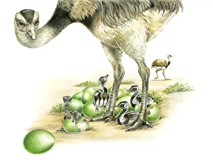 Illustration of male Emu (Dromaius novaehollandiae) standing over young birds hatching Illustration of male Emu (Dromaius novaehollandiae) standing over young birds hatching
