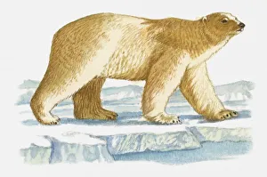 Illustration of Polar Bear (Ursus maritimus) walking on ice Illustration of Polar Bear (Ursus maritimus) walking on ice