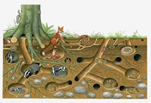 Illustration of Red Fox and European Badger living and breeding in burrow system with Illustration of Red Fox and European Badger living and breeding in burrow system with