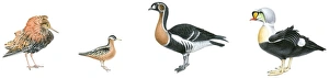 Illustration of Ruff (Philomachus pugnax), Red Phalarope (Phalaropus fulicarius), Red-Breasted Goose (Branta ruficollis) and King Eider (Somateria spectabilis) Illustration of Ruff (Philomachus pugnax), Red Phalarope (Phalaropus fulicarius), Red-Breasted Goose (Branta ruficollis) and King Eider (Somateria spectabilis)