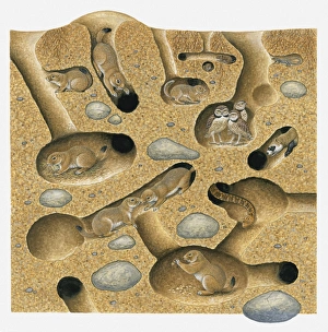 Illustration of Six-lined Racerunner, Black-Tailed Prairie Dog, Meadow Vole Thirteen-lined Ground Squirrel, Burrowing Owl, and Bullsnake in tunnel and burrow system Illustration of Six-lined Racerunner, Black-Tailed Prairie Dog, Meadow Vole Thirteen-lined Ground Squirrel, Burrowing Owl, and Bullsnake in tunnel and burrow system