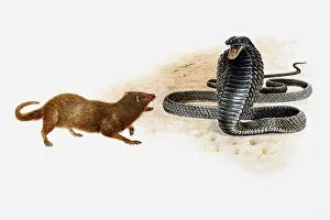 Illustration of a Spitting cobra (Naja sp.) squirting jets of poison towards a small Illustration of a Spitting cobra (Naja sp.) squirting jets of poison towards a small