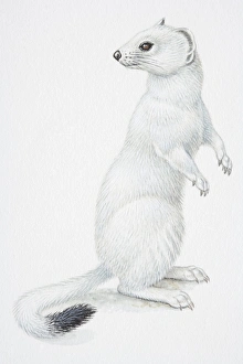 Illustration, Stoat or Ermine (Mustela erminea) standing on hind legs and turning its head back to look behind it, side view Illustration, Stoat or Ermine (Mustela erminea) standing on hind legs and turning its head back to look behind it, side view