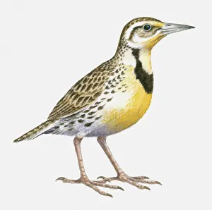 Illustration of a Western meadowlark (Sturnella neglecta), side view Illustration of a Western meadowlark (Sturnella neglecta), side view