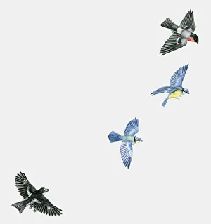 Illustration of woodland birds including Pied flycatcher (Ficedula hypoleuca) and Blue tits (Cyanistes caeruleus) and Red-breasted blackbird (Sturnella militaris) in flight Illustration of woodland birds including Pied flycatcher (Ficedula hypoleuca) and Blue tits (Cyanistes caeruleus) and Red-breasted blackbird (Sturnella militaris) in flight