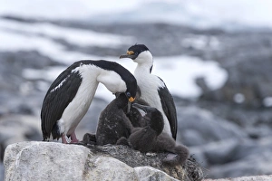 Imperial Shags or Antarctic Cormorants -Phalacrocorax atriceps-, pair feeding their chicks, Jougla Point, Port Lockroy, Antarctic Peninsula, Antarctica Imperial Shags or Antarctic Cormorants -Phalacrocorax atriceps-, pair feeding their chicks, Jougla Point, Port Lockroy, Antarctic Peninsula, Antarctica