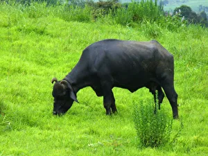 <b class=qtipBold><figcaption>Indian Buffalo</figcaption></b><br>Indian Buffalo grazing in western ghats Maharashtra, India Indian Buffalo