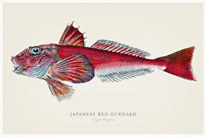 Japanese red gurnard 1856 Japanese red gurnard 1856