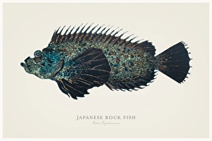 Japanese rock fish 1856 Japanese rock fish 1856