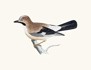 Jay bird of Crow family Jay bird of Crow family