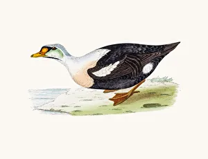 King eider Duck Waterfowl bird King eider Duck Waterfowl bird